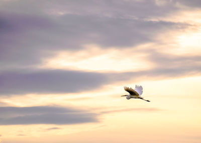 Low angle view of seagull flying in sky