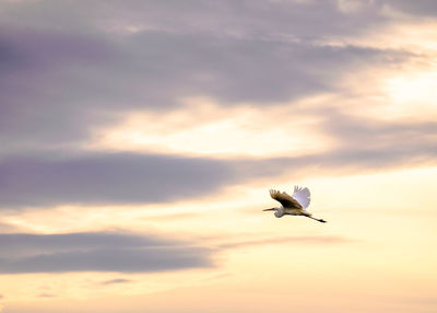 Low angle view of bird flying in sky during sunset