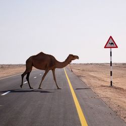 View of road along trees