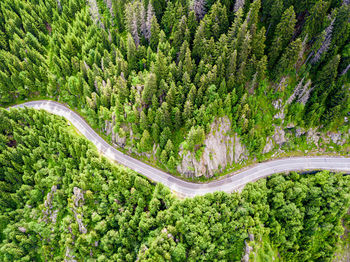 High angle view of road amidst trees