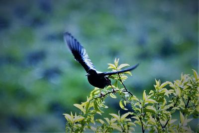 Butterfly on a plant