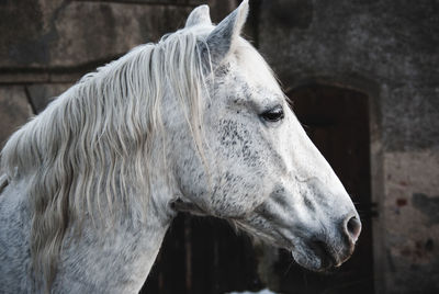 Close-up of horse in stable