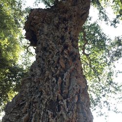 Low angle view of tree trunk