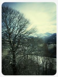 Bare trees on snow covered landscape