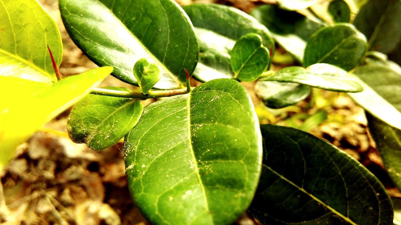 CLOSE-UP OF LEAVES ON PLANT