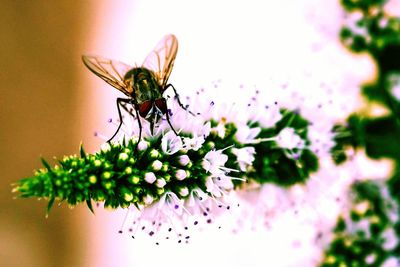 Close-up of insect on flower