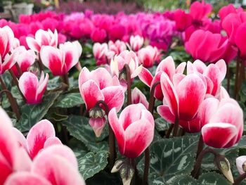 Close-up of pink flowers