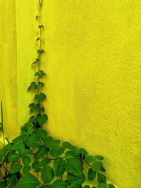 Close-up of a vine and a yellow wall