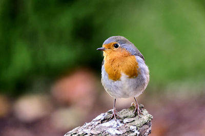 Close-up of bird perching on rock