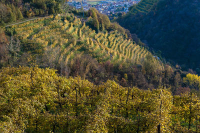 Scenic view of landscape