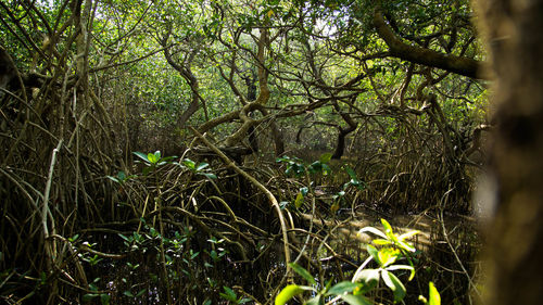 Trees growing in forest