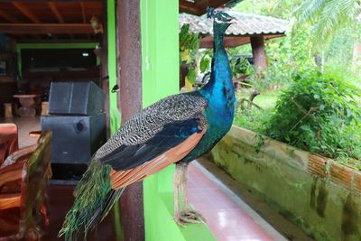 Close-up of peacock perching on wood