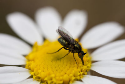 Close-up of insect on yellow flower