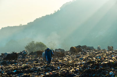 Young man with cows standing at landfill