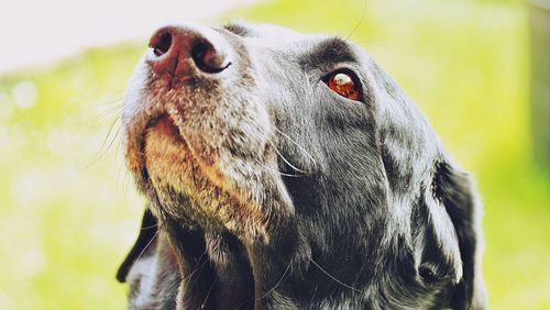 Close-up of dog looking away