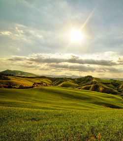Scenic view of grassy field against bright sun