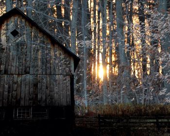 Sun shining through trees