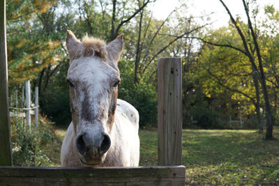 Close-up of horse on tree