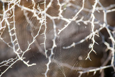 Close-up of spider web