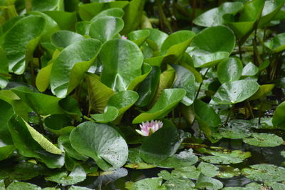 High angle view of plants growing in pond