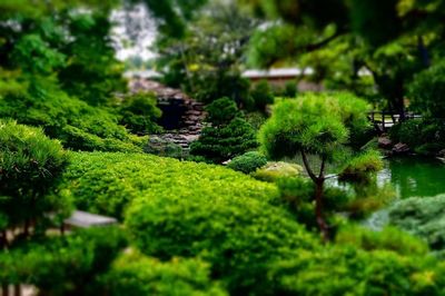 Scenic view of forest