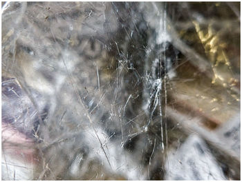 spider web