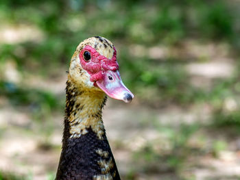 Close-up of muscovy duck