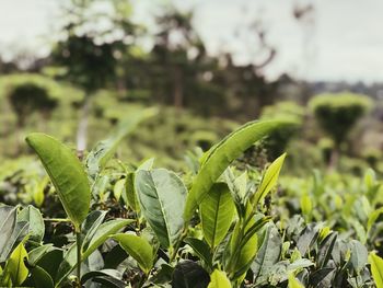 Close-up of fresh green plant in field