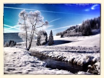 Snow covered trees on field