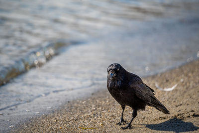 Bird perching on a beach