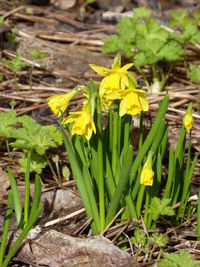 Close-up of yellow flowers growing in field