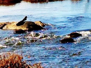 Birds perching on swimming in lake