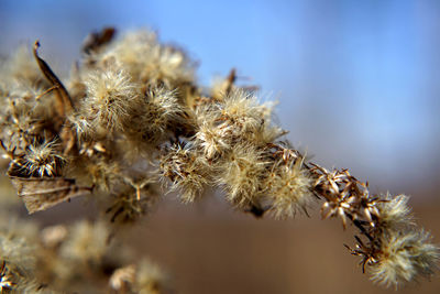 Close-up of wilted plant