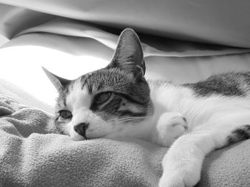 Close-up of cat relaxing on bed