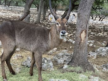 View of deer standing on field