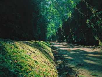 Footpath amidst trees in forest