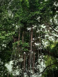 Trees growing in forest