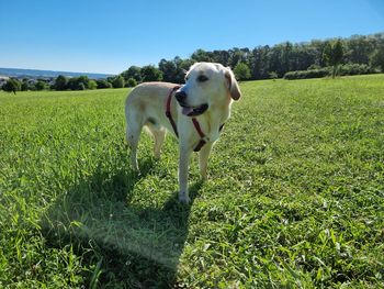 Dog running on field