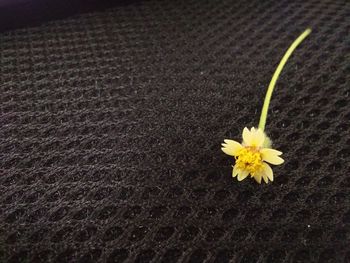 High angle view of yellow flowering plant