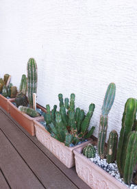 Cactus set on white wall background. minimal floral botanical aesthetic. travel in details. 