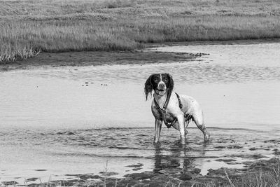 Horse standing on beach