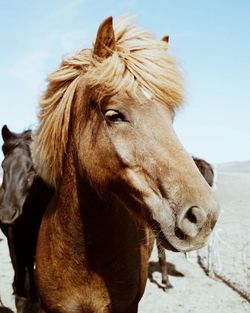 Close-up of horse standing against sky