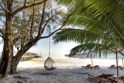 Palm trees on beach