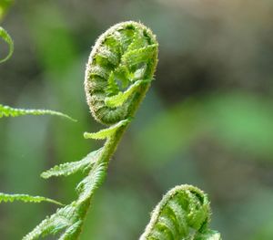 Close-up of fern bud