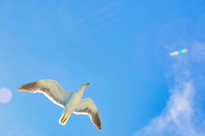 Low angle view of seagull flying