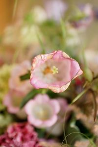 Close-up of pink flowers