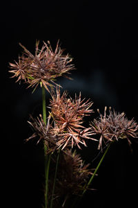 Close-up of dried plant against black background