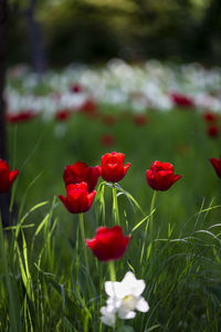 Close-up of red flowering plants on field