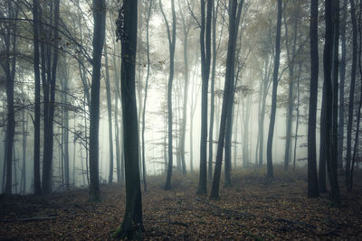 Trees in forest