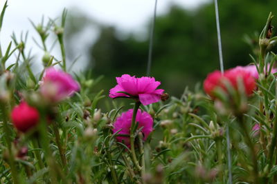 Close-up of pink flowers blooming outdoors